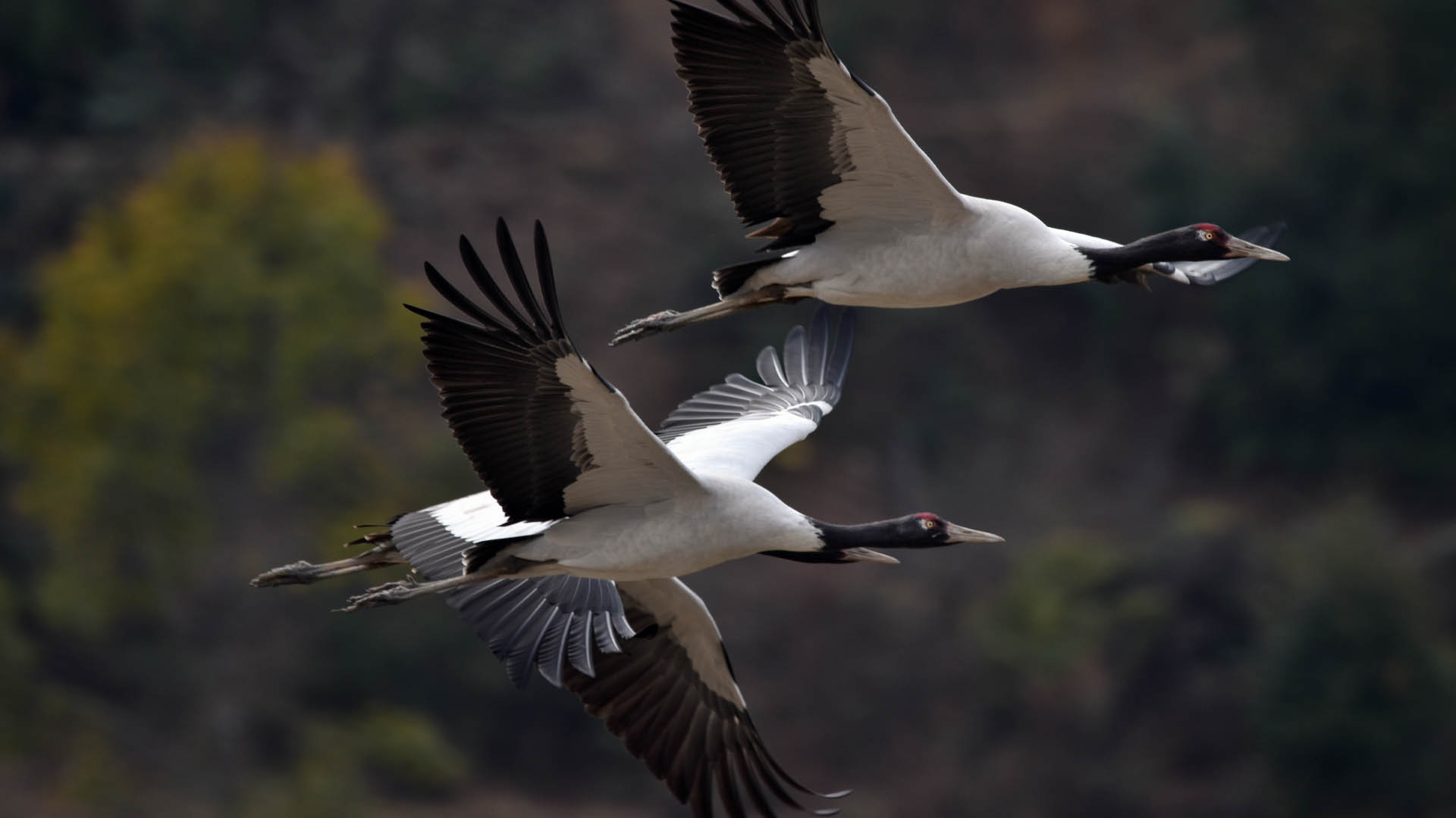 Bhutan Black-Necked Crane Festival